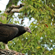 Turkey vulture (Cathartes aura)—one of the two vulture species observed in the study. Photo Courtesy: Public domain